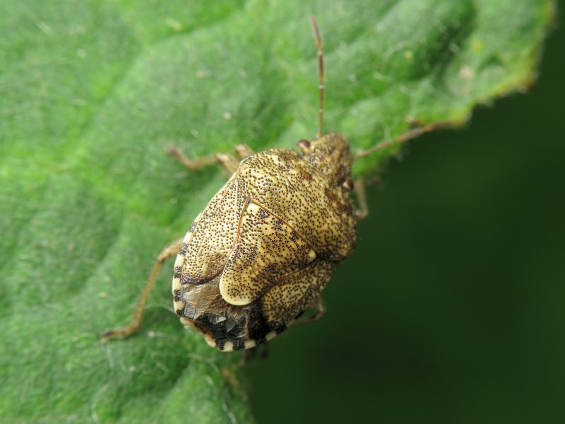 Staria lunata (Hahn, 1835)